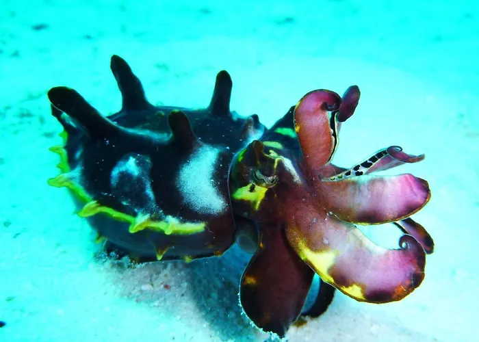 Malapascua Exotic Island Dive Daanbantayan